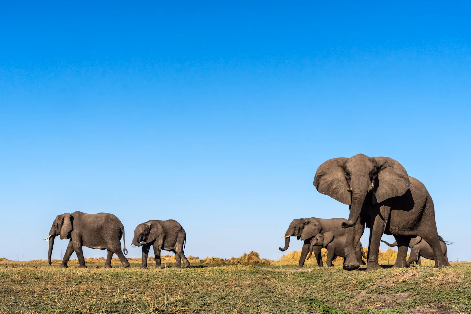 Uganda Safari Background